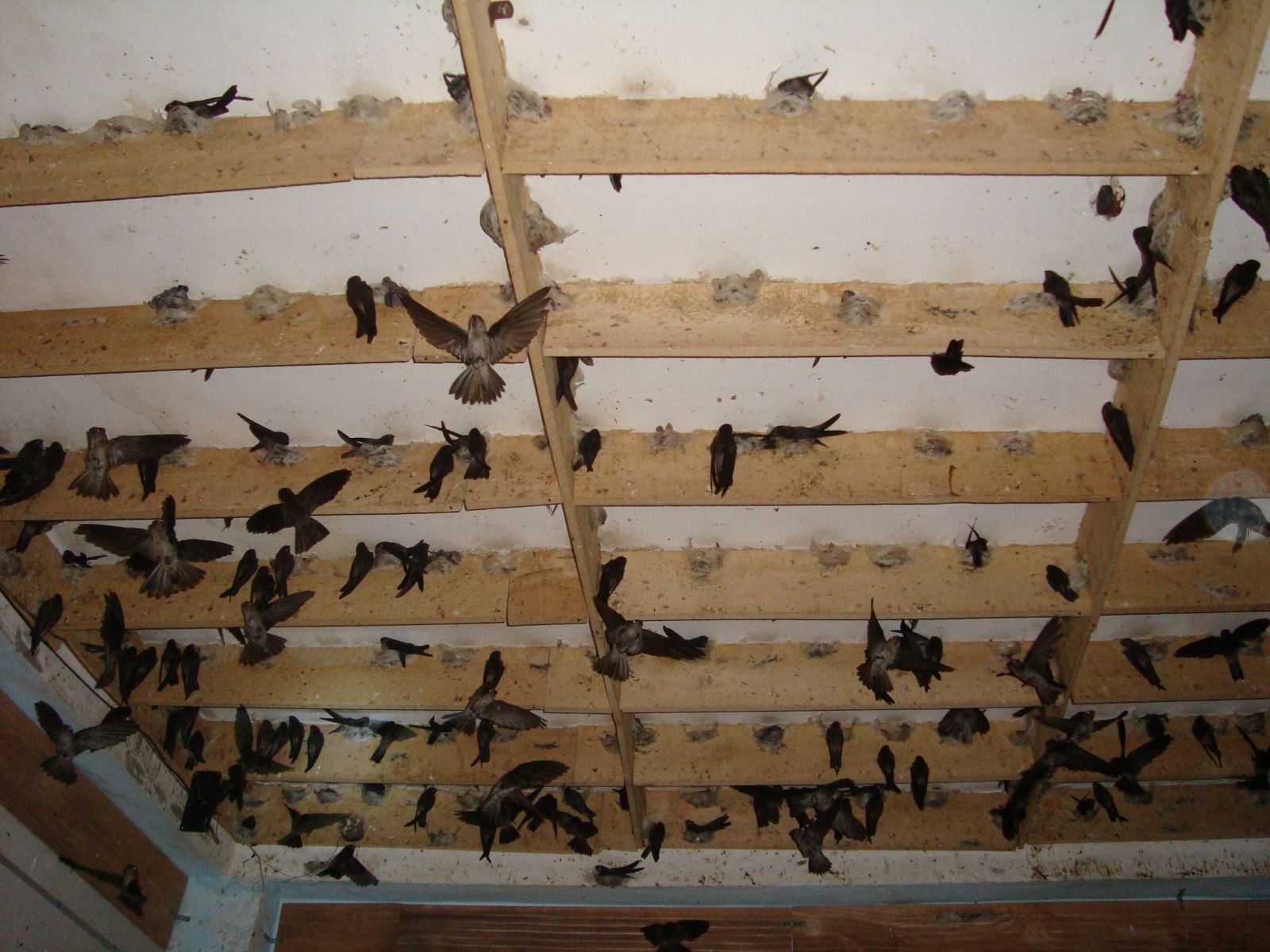 Kỹ thuật nuôi yến mới 2025 hiệu quả cao cho nhà đầu tư