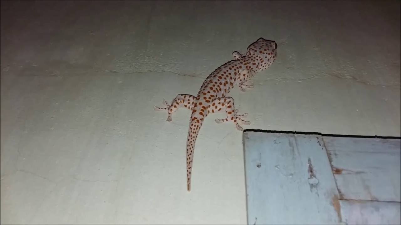 Tiếng kêu của tắc kè làm chim yến sợ hãi