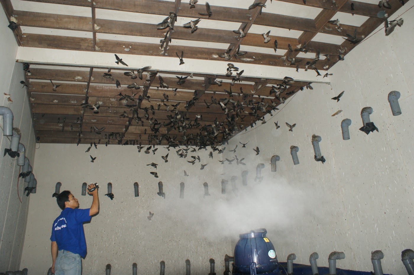 Nuôi chim yến trong nhà