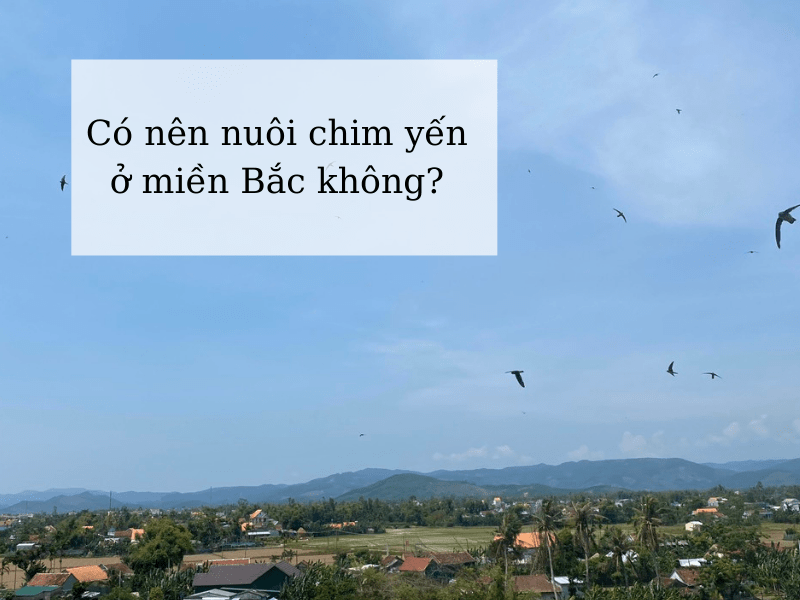 Nuôi chim yến ở miền Bắc có được không?