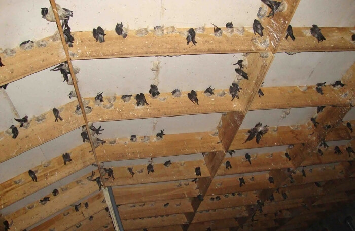 Kích thước phòng làm tổ cho chim yến tối thiểu là 4*4m