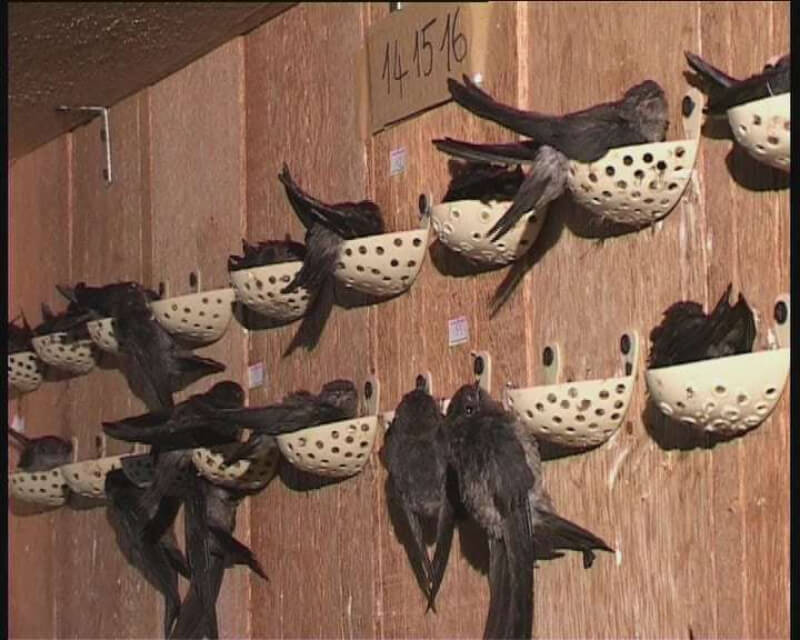 Cách xây nhà nuôi yến kết hợp nhà ở hiệu quả