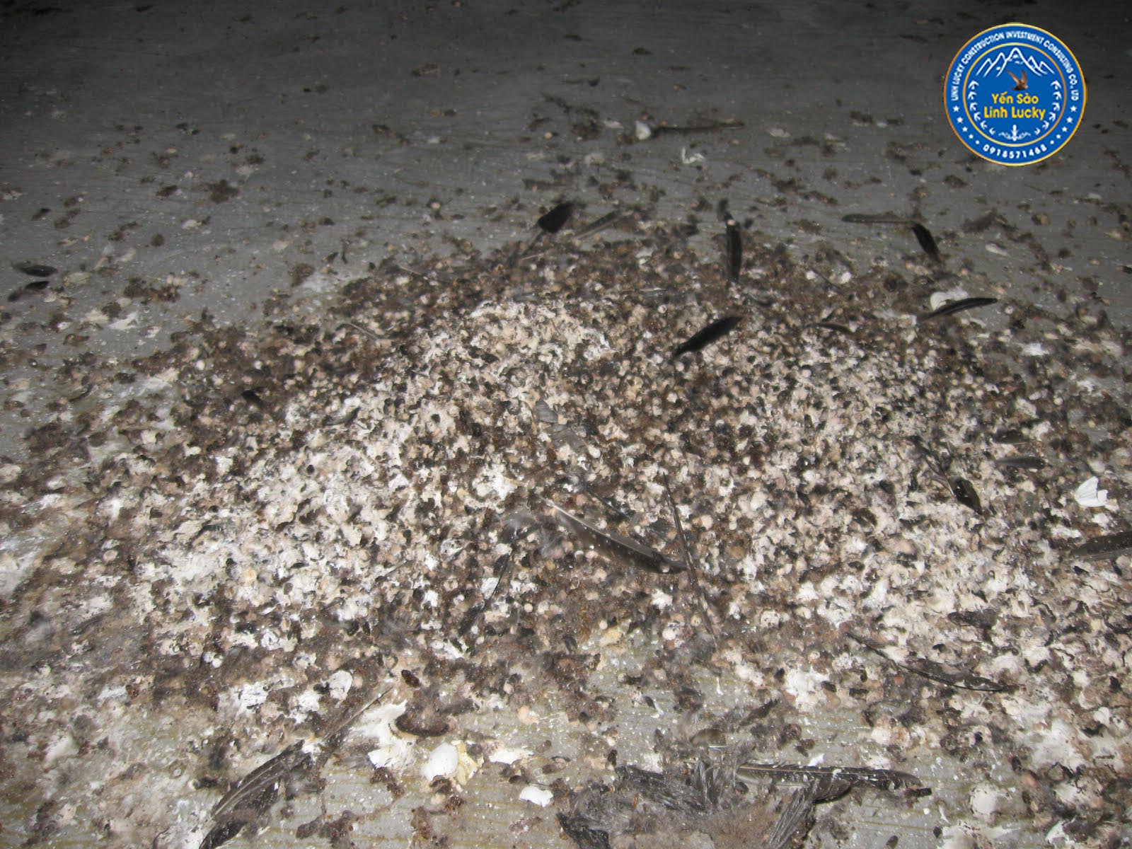 Phương pháp tạo mùi nhà yến mới xây hiệu quả