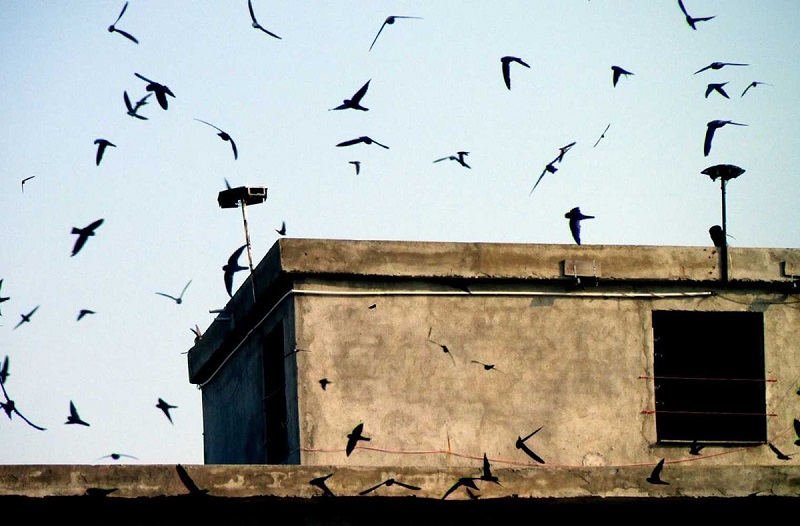 Những rủi ro nghề nuôi yến gặp phải và cách khắc phục