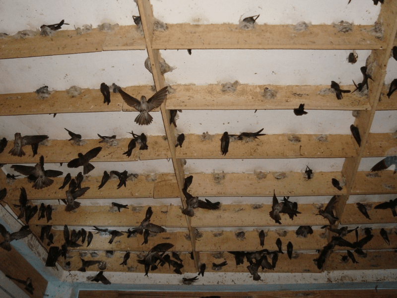 cách tăng đàn nhà yến