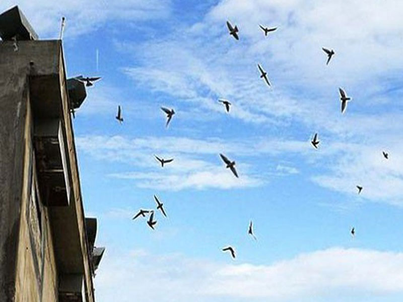 Chim yến thường phát ra nhiều loại âm thanh khác nhau