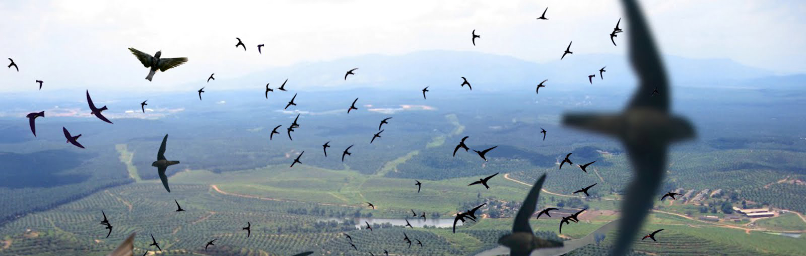 Thời gian mở loa nhà yến đạt hiệu quả cao nhất