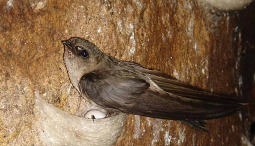 Điều chỉnh nhiệt độ, độ ẩm giúp chim yến có môi trường sống lý tưởng